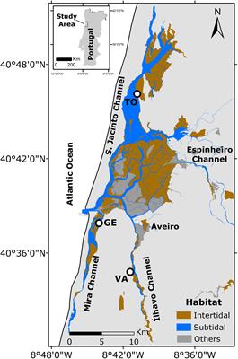 Synoptic Spatio-Temporal Variability of the Photosynthetic Productivity of Microphytobenthos and Phytoplankton in a Tidal Estuary